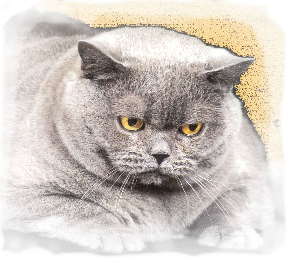 Fat Cat Website Design