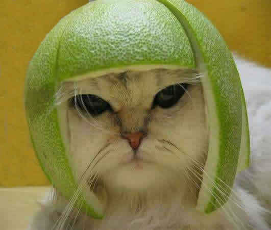 FatcatLime.jpg